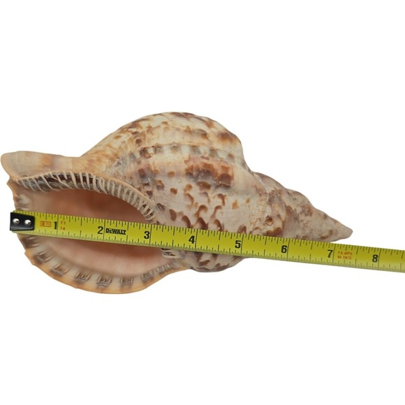 Triton's trumpet shell Charonia tritonis 7.5" - Picture 6 of 7